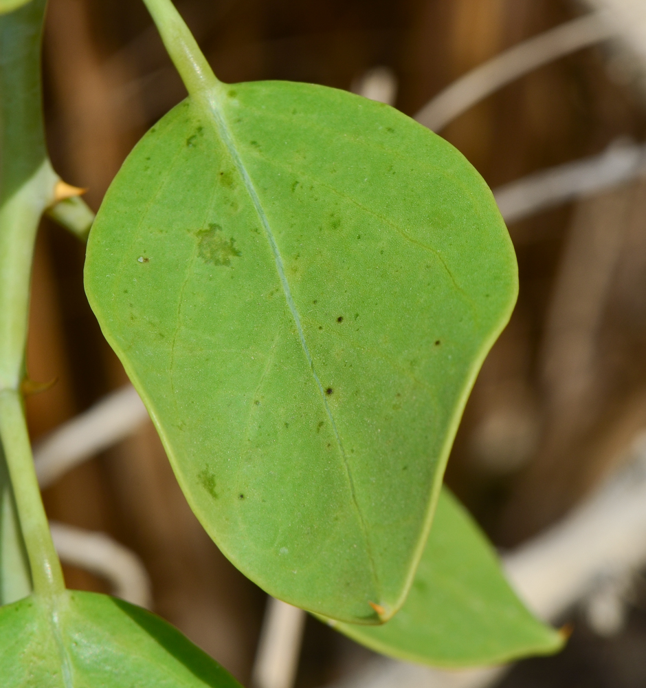 Image of Capparis cartilaginea specimen.