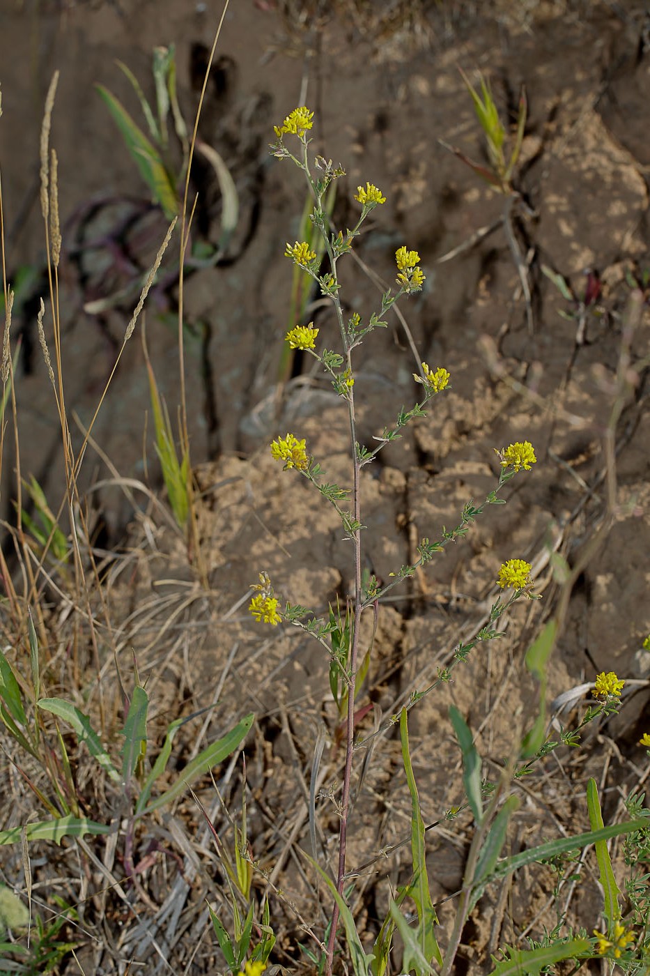 Image of Medicago romanica specimen.