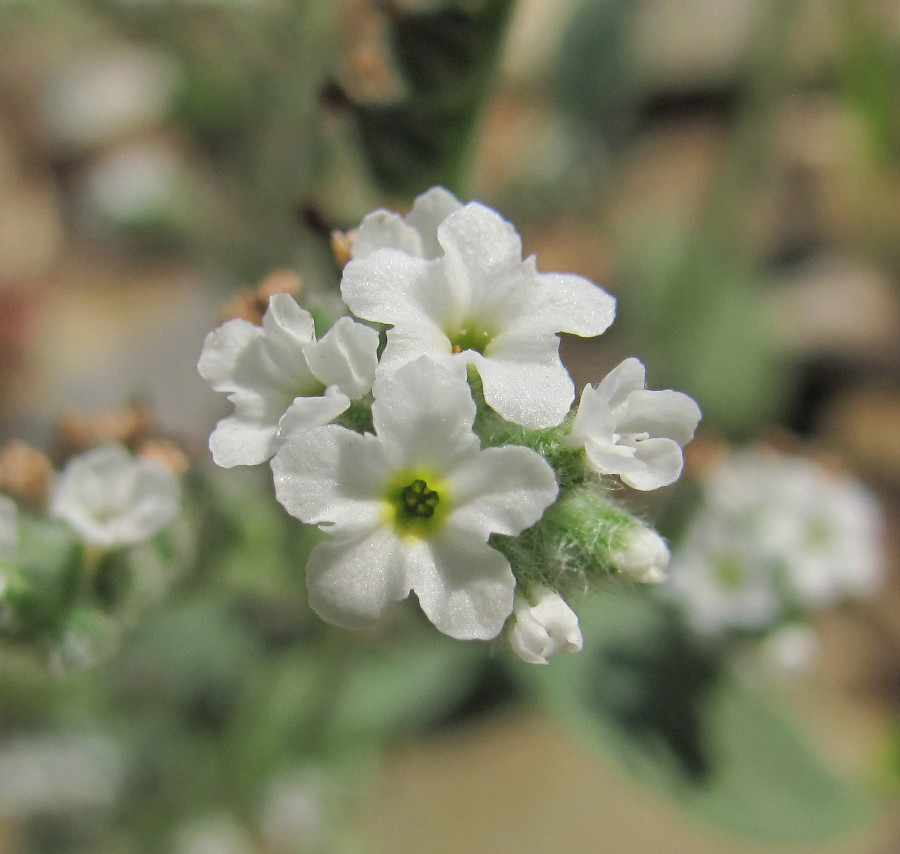 Изображение особи Heliotropium ellipticum.