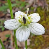 Parnassia palustris