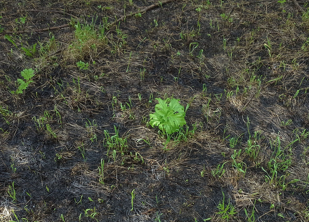 Image of Heracleum sosnowskyi specimen.