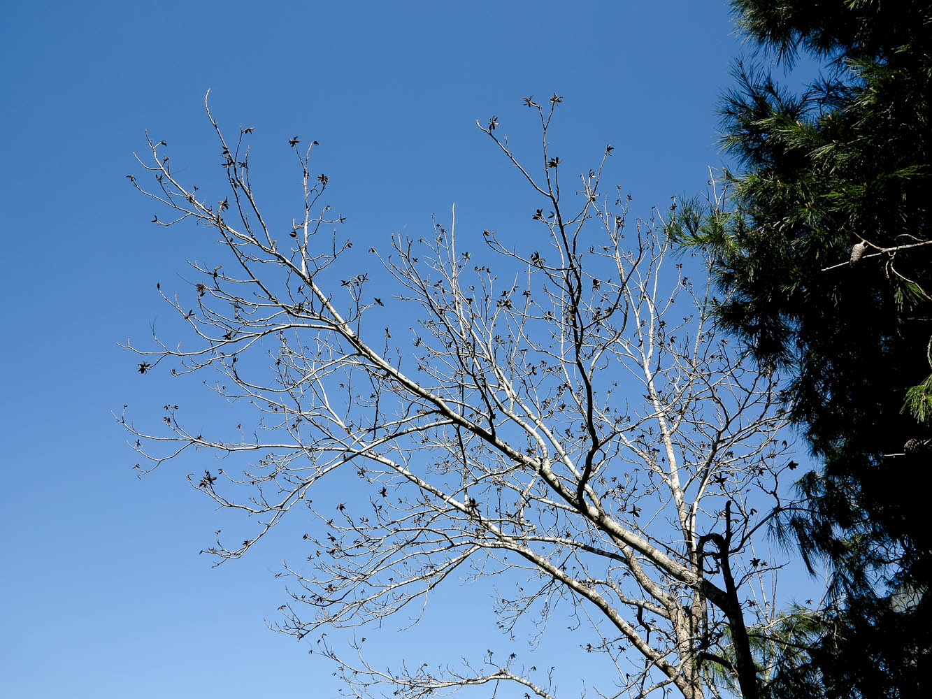 Image of Erythrina corallodendron specimen.