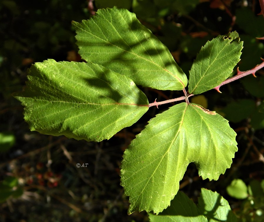 Image of Rubus ulmifolius specimen.