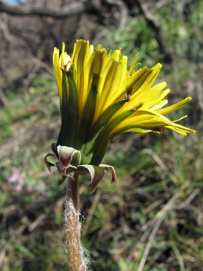 Image of Taraxacum erythrospermum specimen.