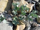 Eryngium maritimum