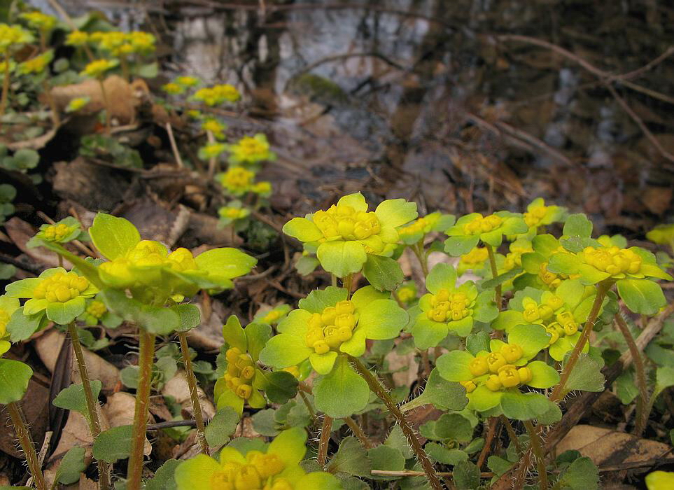 Image of Chrysosplenium pilosum specimen.