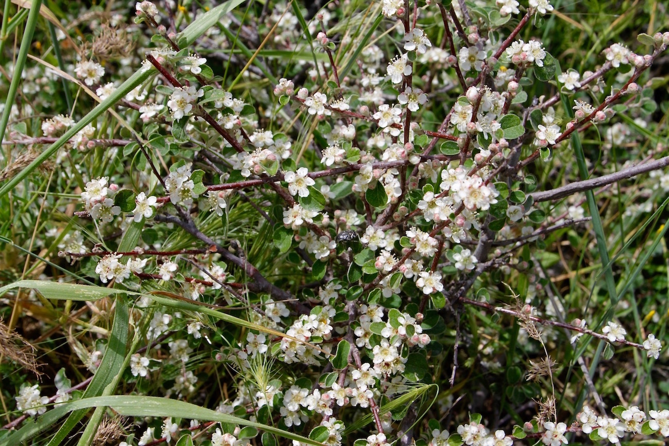 Image of Cotoneaster oliganthus specimen.