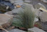 genus Festuca