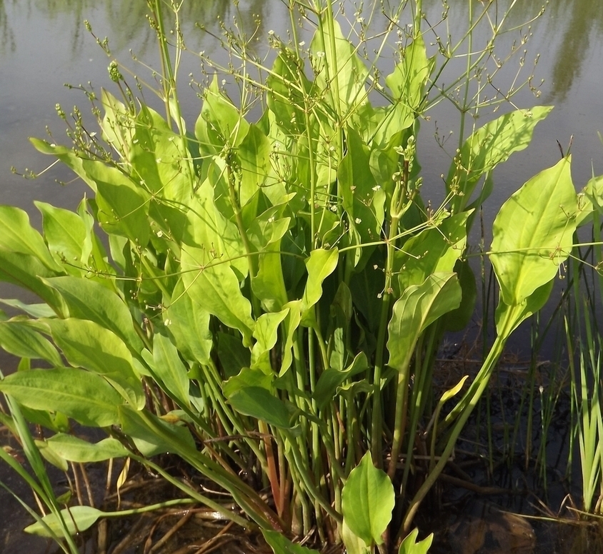 Image of Alisma orientale specimen.