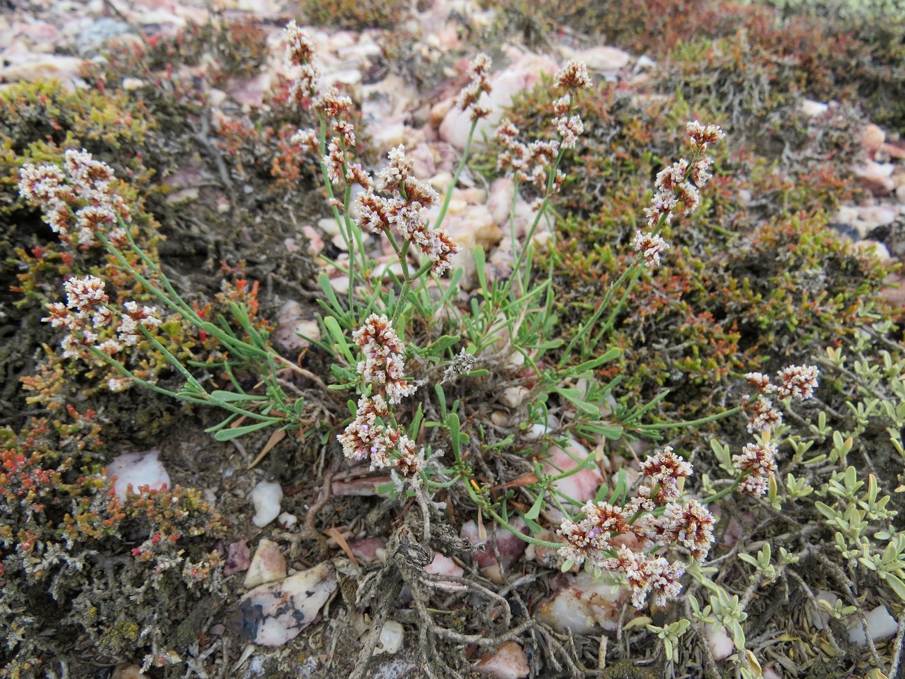 Image of Limonium suffruticosum specimen.