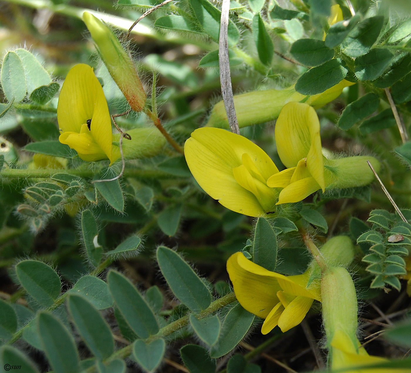 Image of Astragalus henningii specimen.