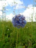 Allium caeruleum