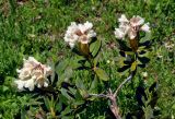 Rhododendron caucasicum. Верхушка ветви с соцветиями. Абхазия, Рицинский реликтовый национальный парк, гора Ацытаку, ≈ 2100 м н.у.м., субальпийский луг. 11.07.2017.