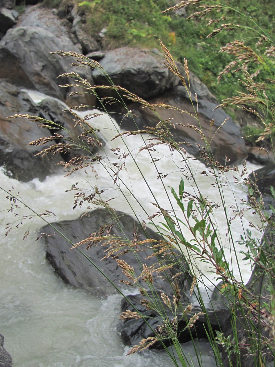 Image of genus Deschampsia specimen.