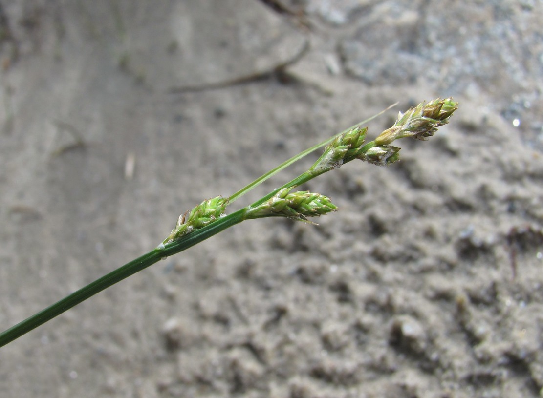 Image of Carex canescens specimen.