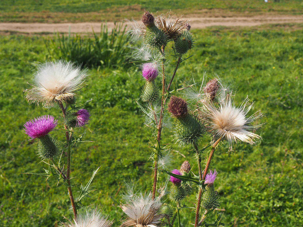 Image of Cirsium vulgare specimen.