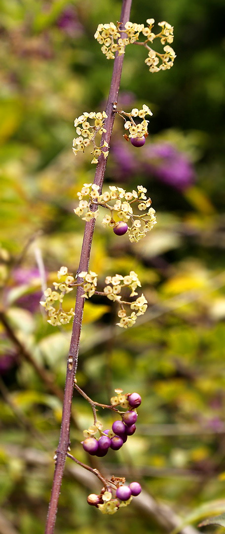 Image of genus Callicarpa specimen.