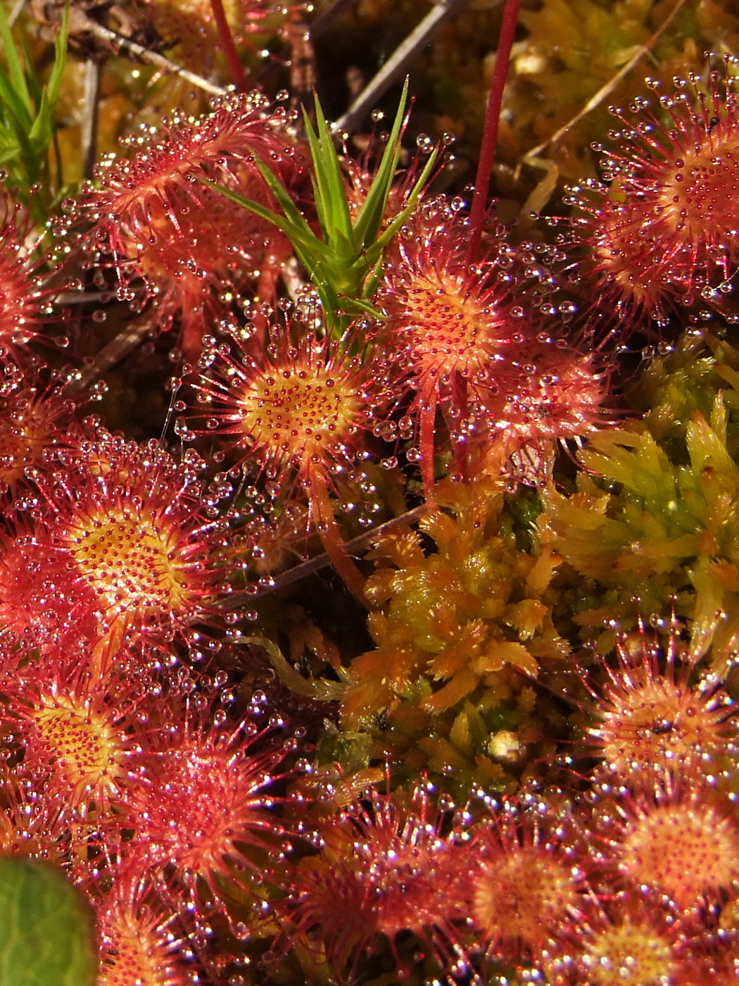 Изображение особи Drosera rotundifolia.