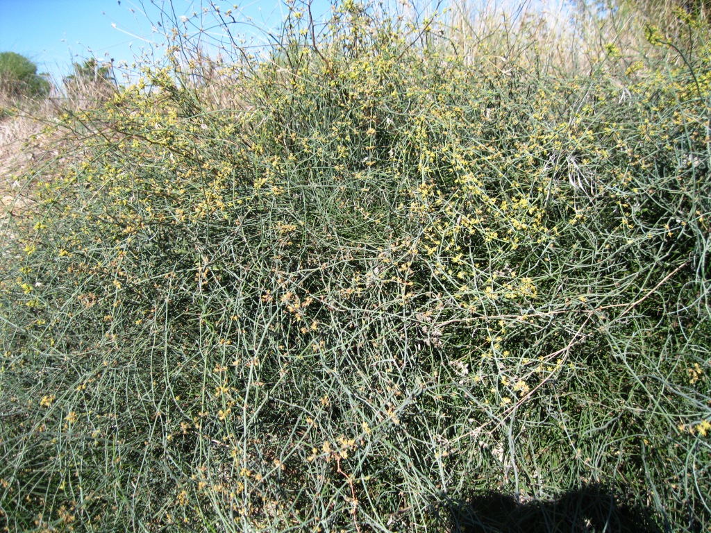 Image of Ephedra foeminea specimen.