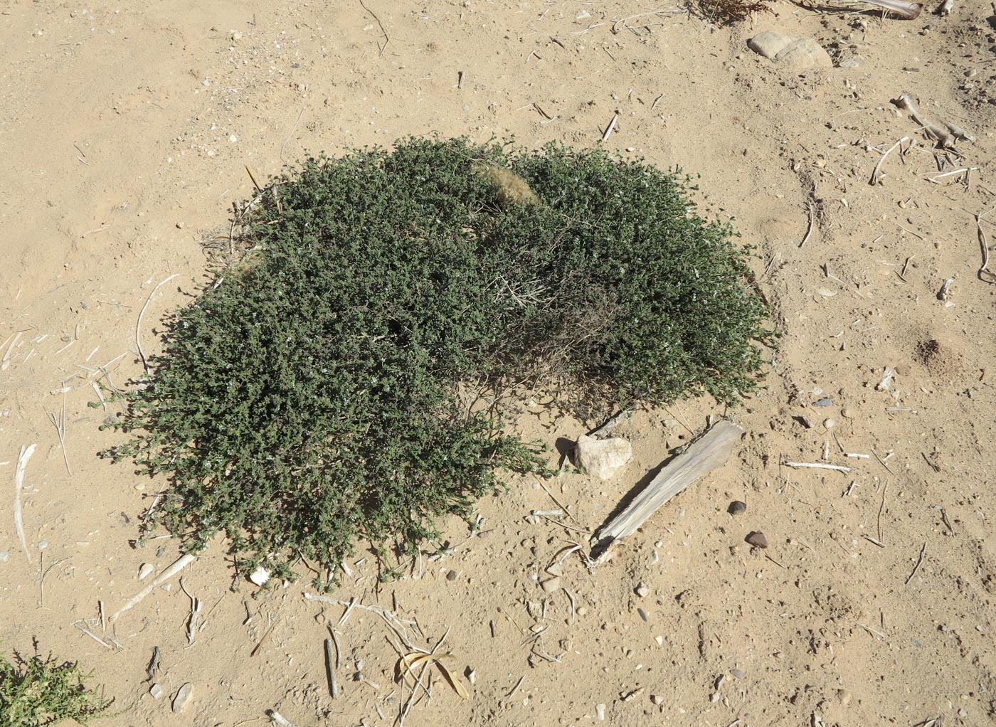 Image of Heliotropium bacciferum specimen.