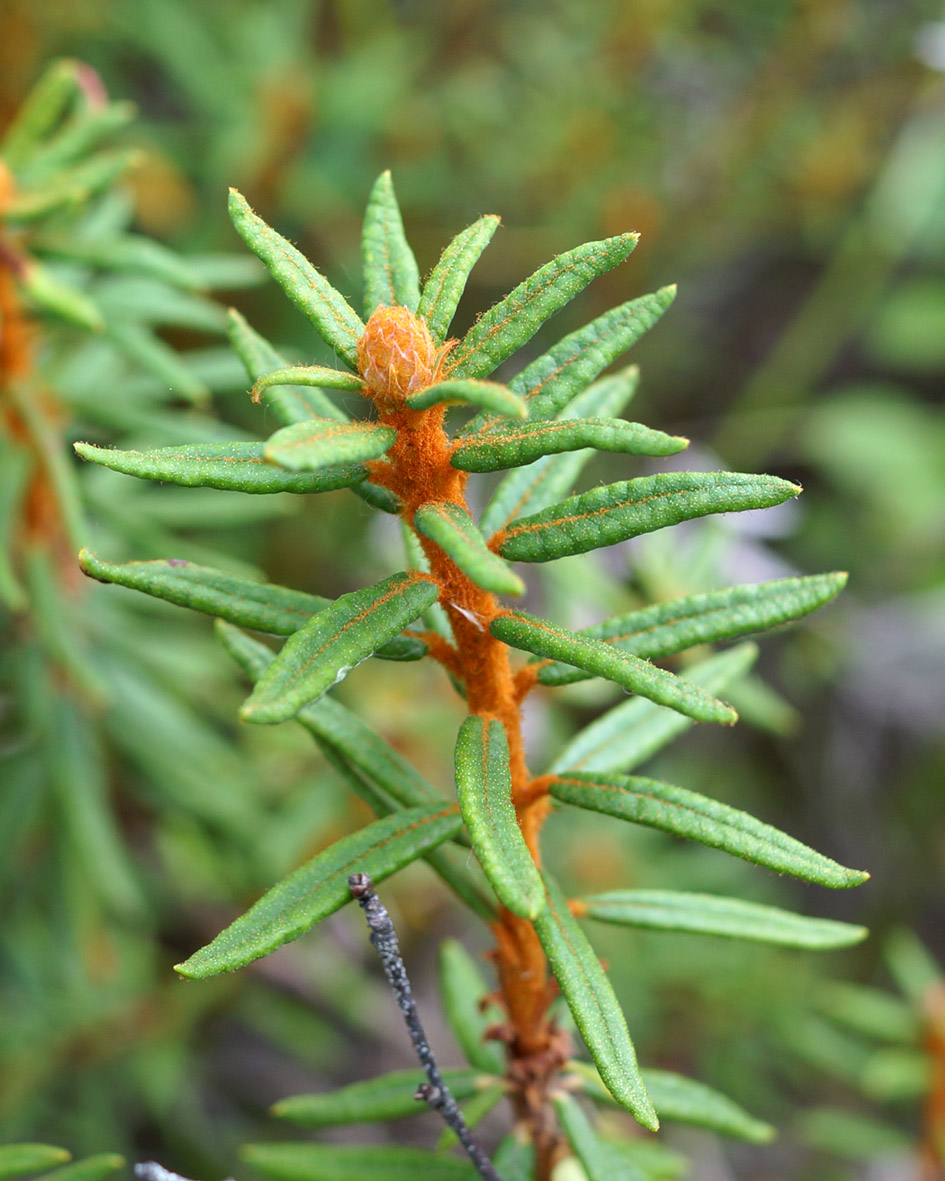 Изображение особи Ledum decumbens.