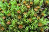 Polytrichum juniperinum. Верхушки мужских гаметофитов с перигониями. Коми, Интинский р-н, Приполярный Урал, левый борт долины р. Балбанъю, берег оз. Бол. Балбанты, моренные бугры. 12.07.2010.