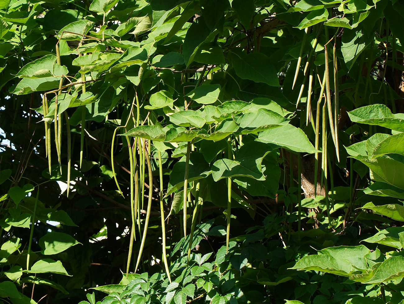 Image of Catalpa bignonioides specimen.