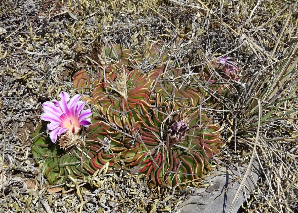 Image of Echinofossulocactus multicostatus specimen.