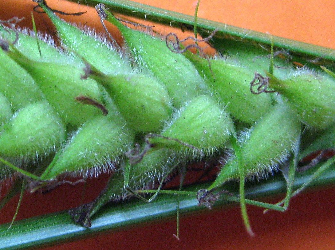 Image of Carex hirta specimen.