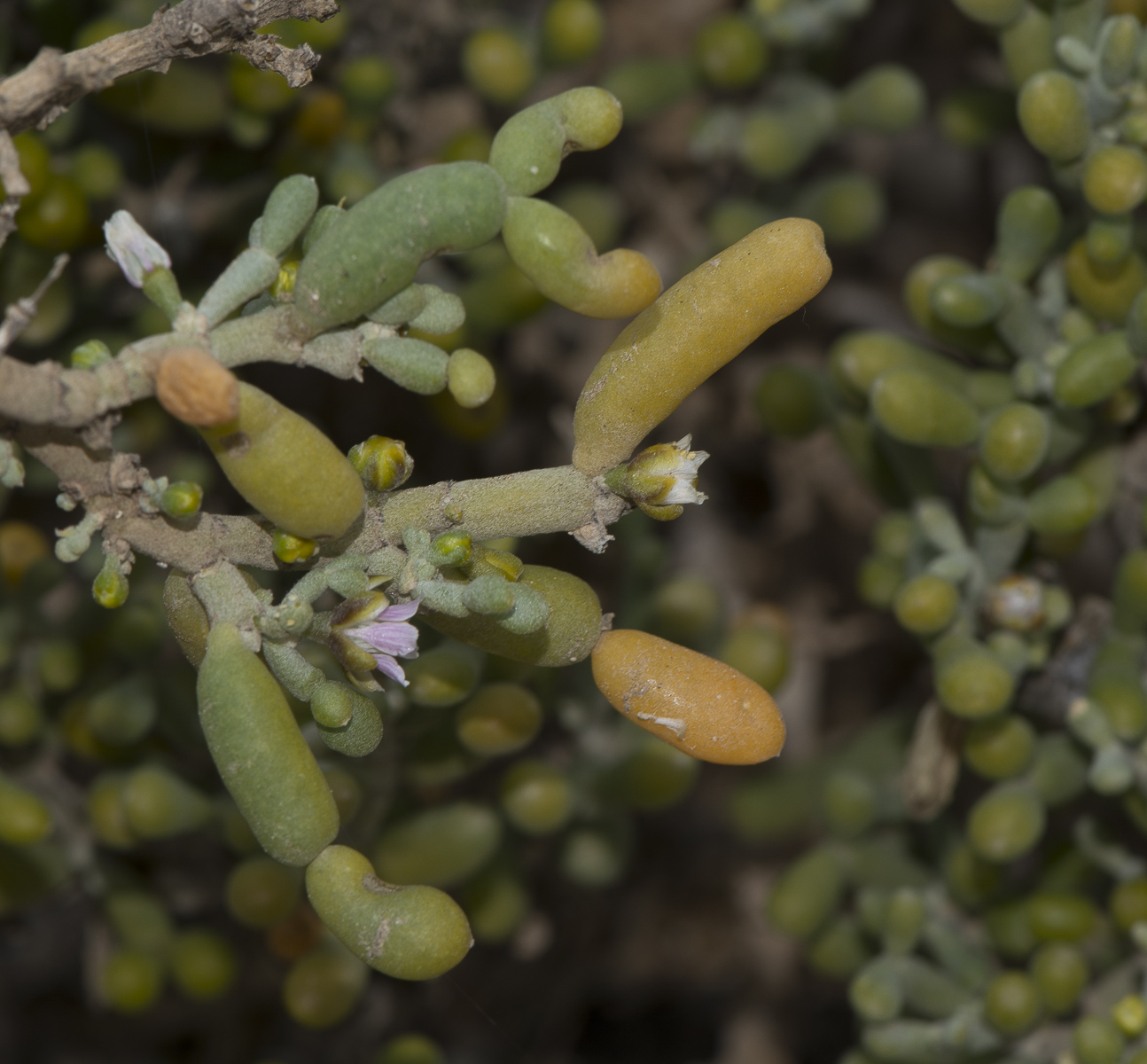 Image of Tetraena fontanesii specimen.