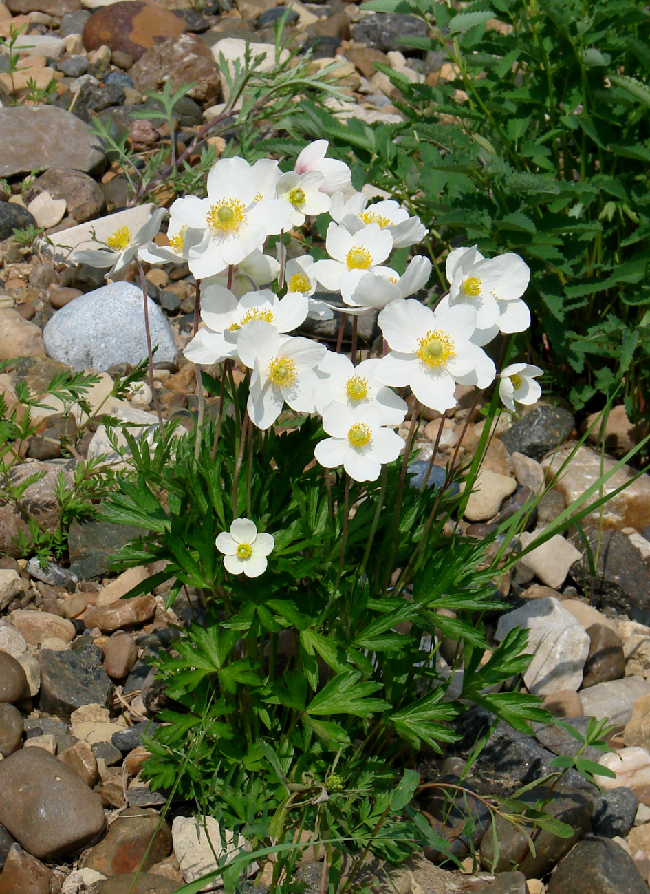 Image of Anemone sylvestris specimen.