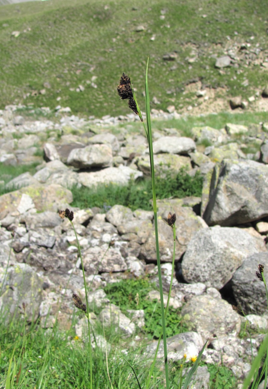 Image of Carex medwedewii specimen.