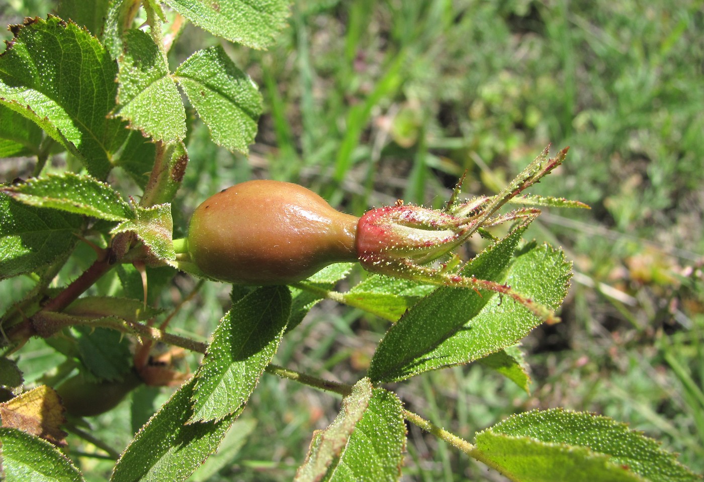 Image of Rosa pulverulenta specimen.