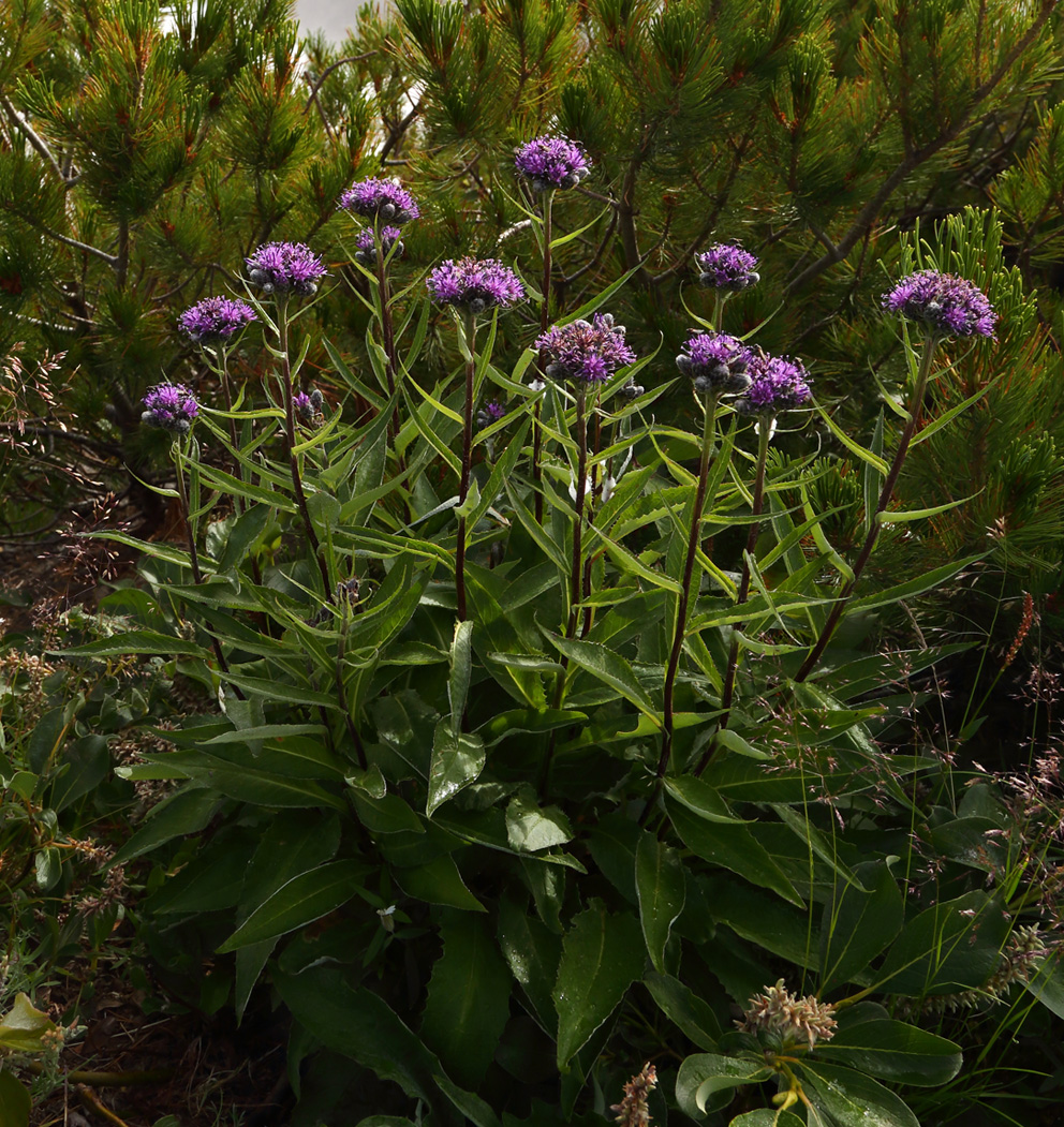 Image of Saussurea pseudotilesii specimen.