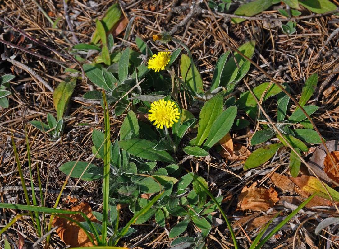 Image of Pilosella officinarum specimen.