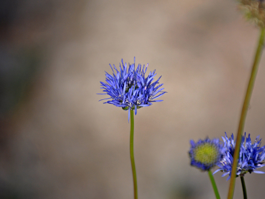 Image of Jasione montana specimen.