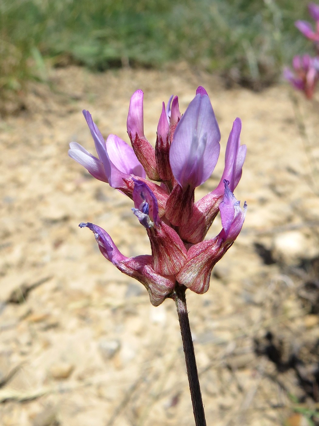 Image of Astragalus schrenkianus specimen.