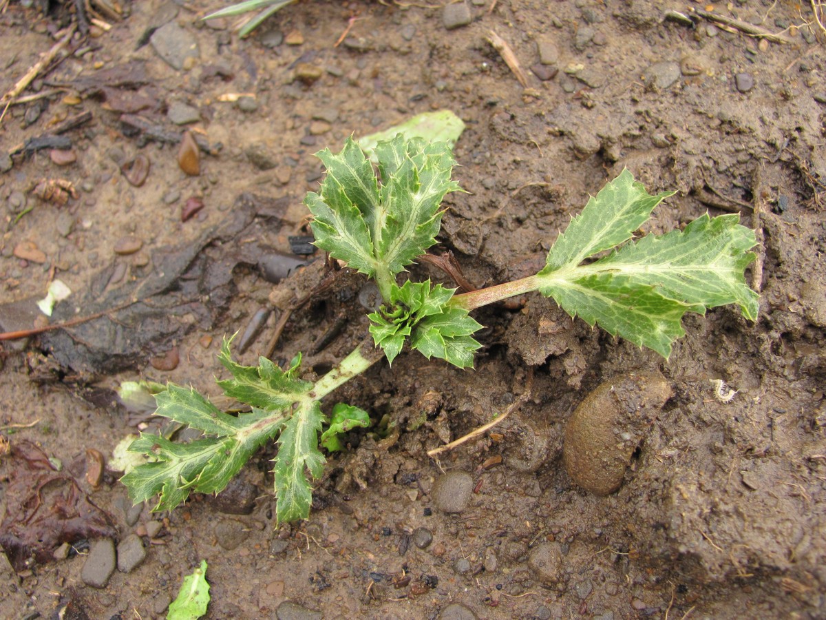 Image of Eryngium campestre specimen.