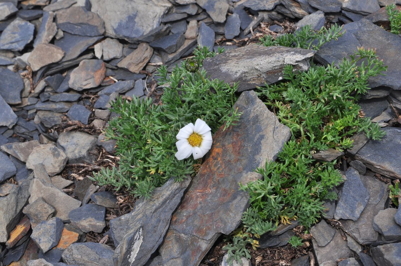 Image of Tripleurospermum caucasicum specimen.