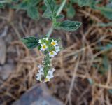 Смотреть изображение Heliotropium hirsutissimum