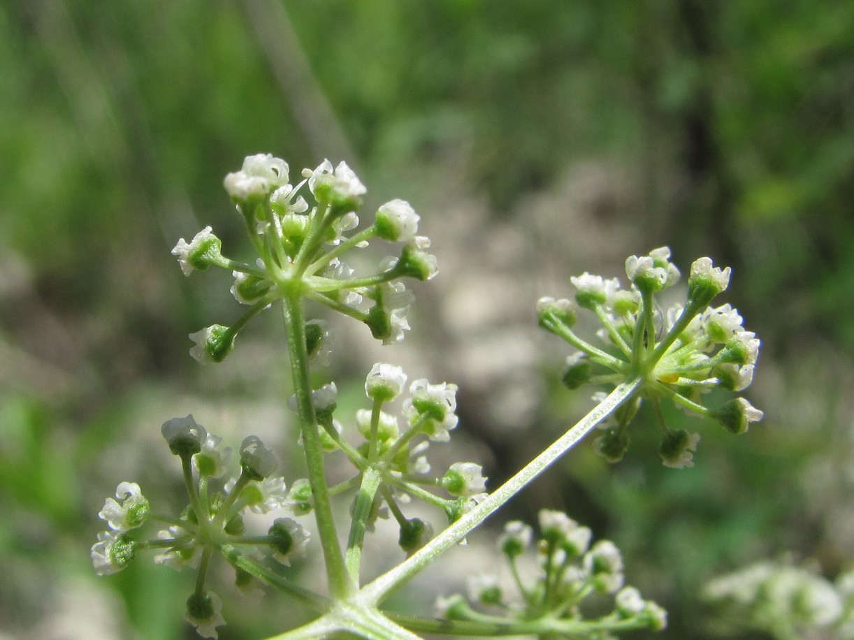 Image of genus Seseli specimen.