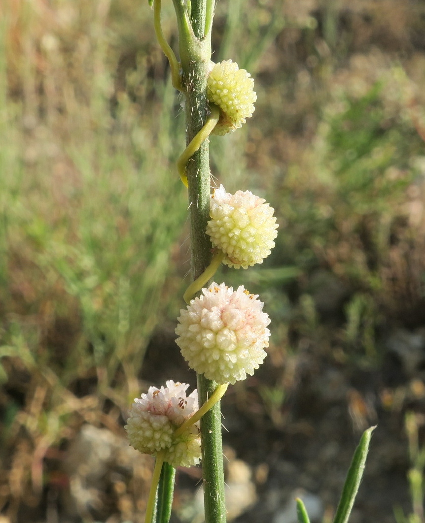 Изображение особи Cuscuta epithymum.