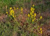 genus Genista. Цветущее растение. Сербия, национальный парк Тара, плоскогорье Равна Тара, луг. 08.07.2019.