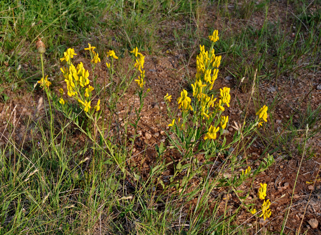 Image of genus Genista specimen.