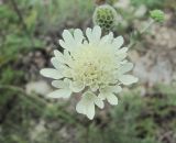 Scabiosa bipinnata. Соцветие. Краснодарский край, окр. г. Новороссийск, хр. Маркотх, пер. Андреевский, каменистый склон. 07.08.2019.