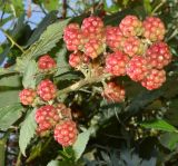 genus Rubus. Верхушка побега с незрелыми плодами. Узбекистан, Ташкентская обл., Пскентский р-н, окр. кишлака Айбулак, тугаи на берегу р. Ахангаран. 03.08.2019.