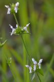 Stachys atherocalyx. Верхушка цветущего растения. Республика Адыгея, Майкопский р-н, окр. с. Новопрохладное (Сахрай), прав. берег р. Сахрай, горный луг, 630 м н.у.м. 28.05.2019.