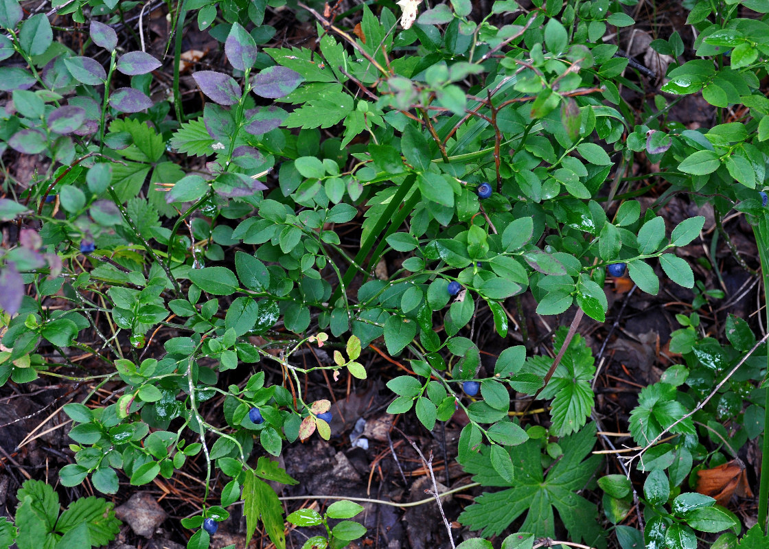 Изображение особи Vaccinium myrtillus.