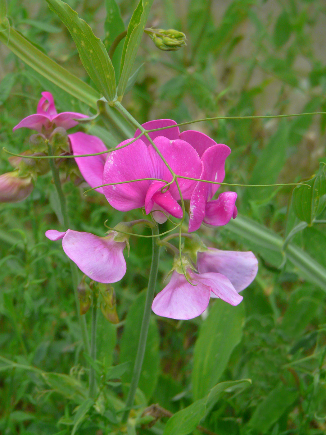 Image of Lathyrus latifolius specimen.