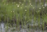 Eriophorum gracile